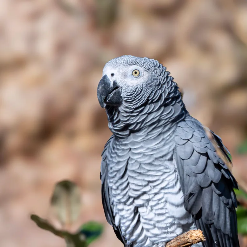 African Grey Parrot