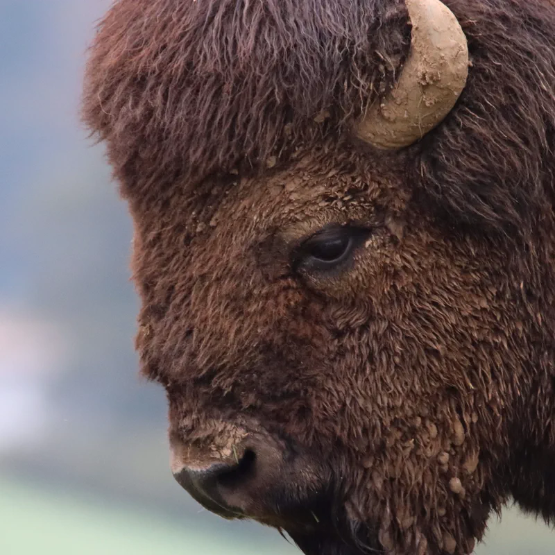American Bison