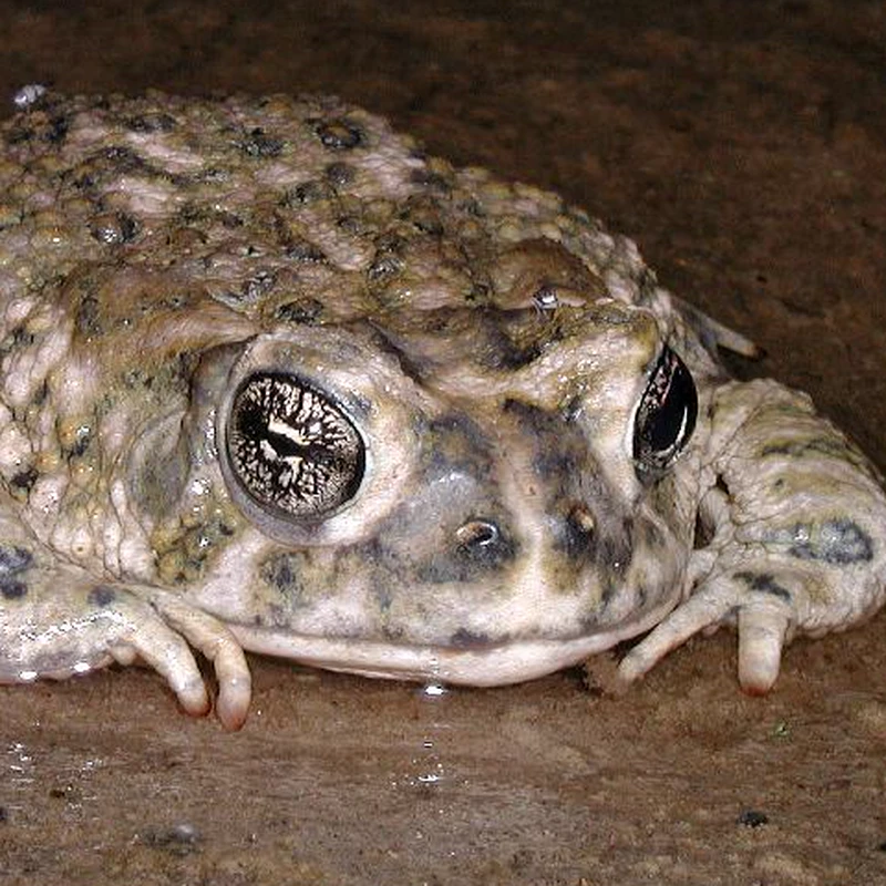 Arroyo Toad