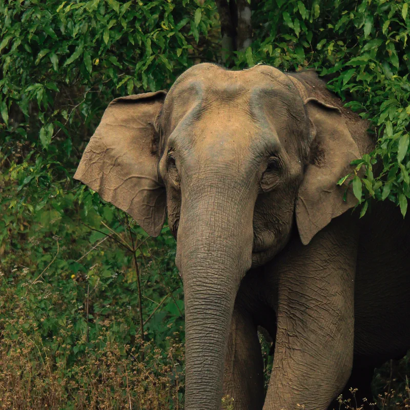 Asian Elephant