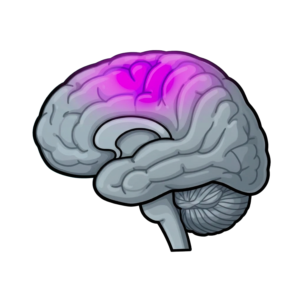 Brain diagram