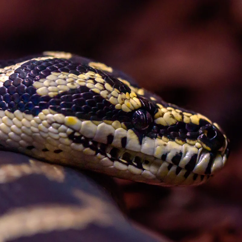 Carpet Python