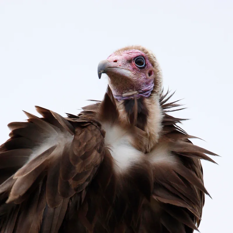 Lappet-faced Vulture