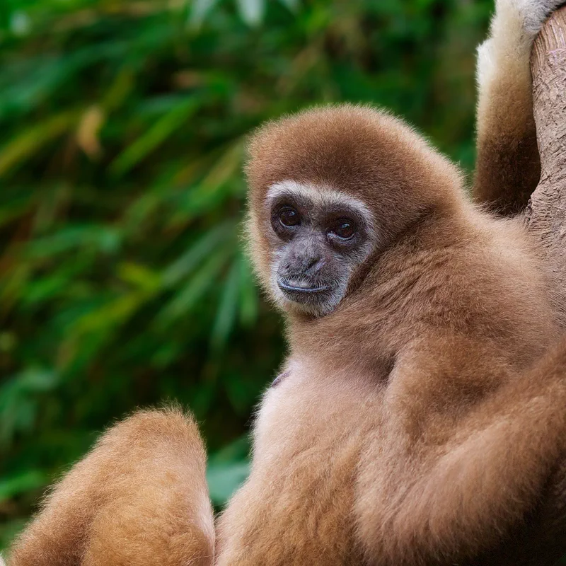 Mochi, a rescued lar gibbon