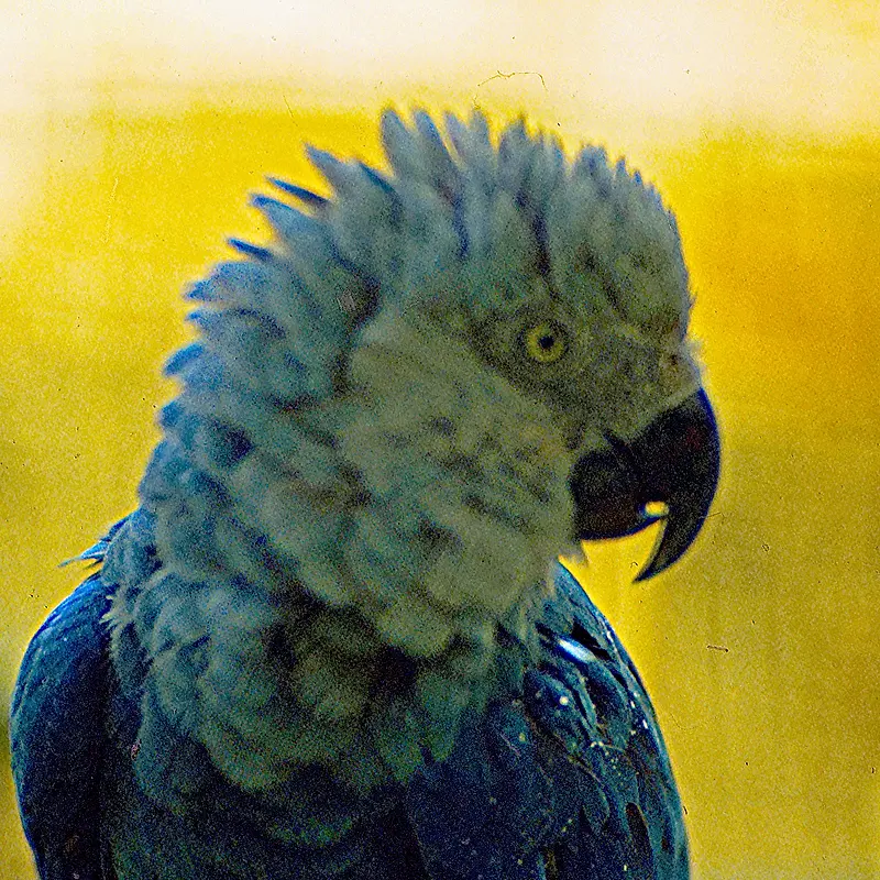 Spix's Macaw