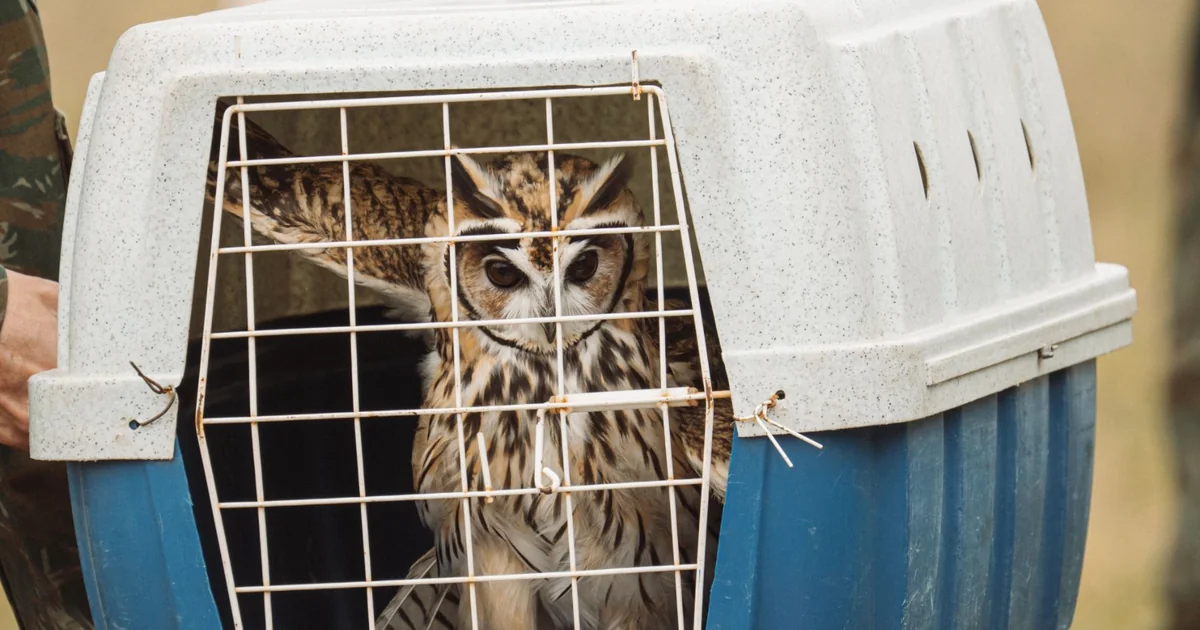 What Does a Wildlife Rehabilitation Center Actually Do?